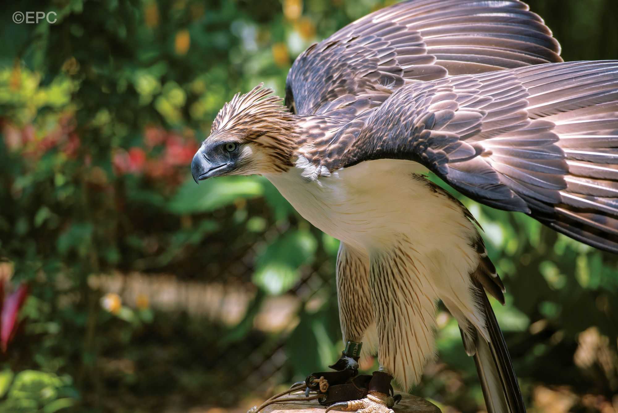 Philippinisches Tourismusministerium hebt Tierbeobachtung hervor
